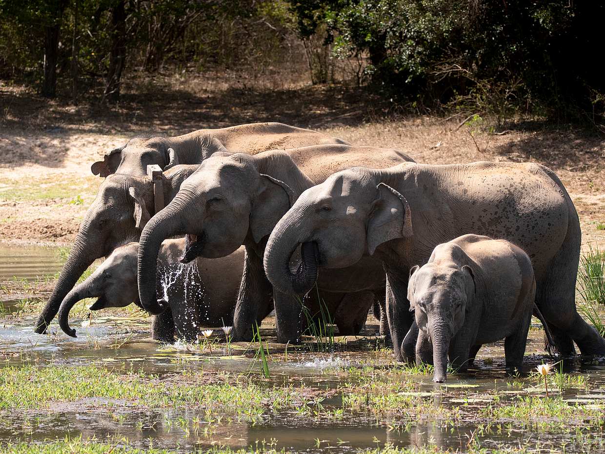 Full Day Safari in Yala National Park in Sri Lanka, photo 2