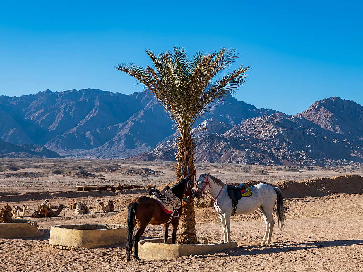 Safari konne na koniach w Sharm El Sheikh w Egipcie, Sharm El-Sheikh.
, photo 3