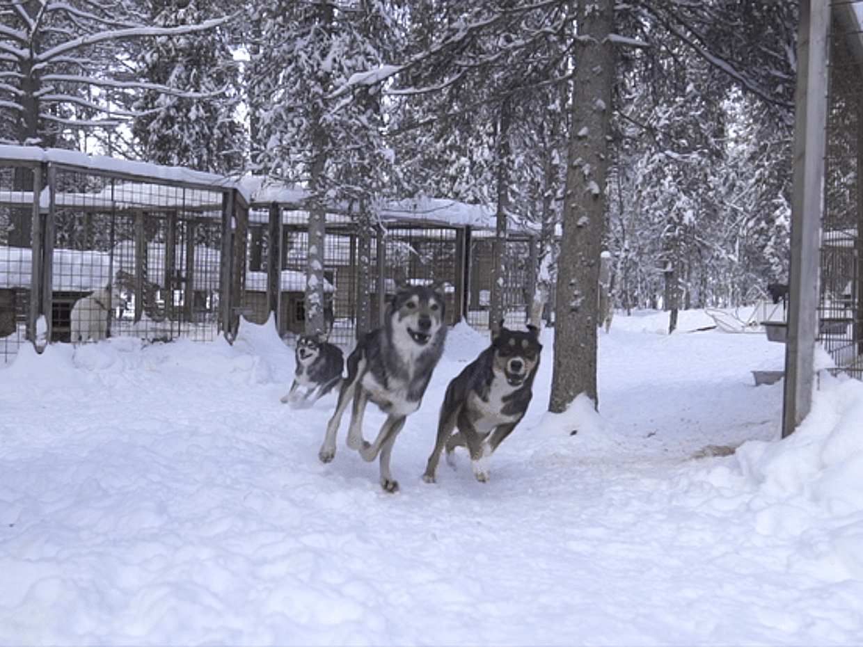 Husky Safari 5 km Self-Drive, Levi, photo 5