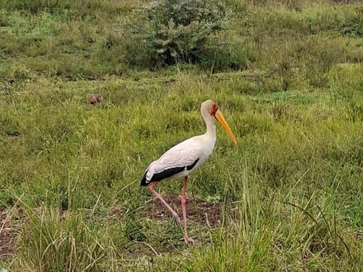 Bird-Watching Nairobi Park Tour in Kenya, photo 4