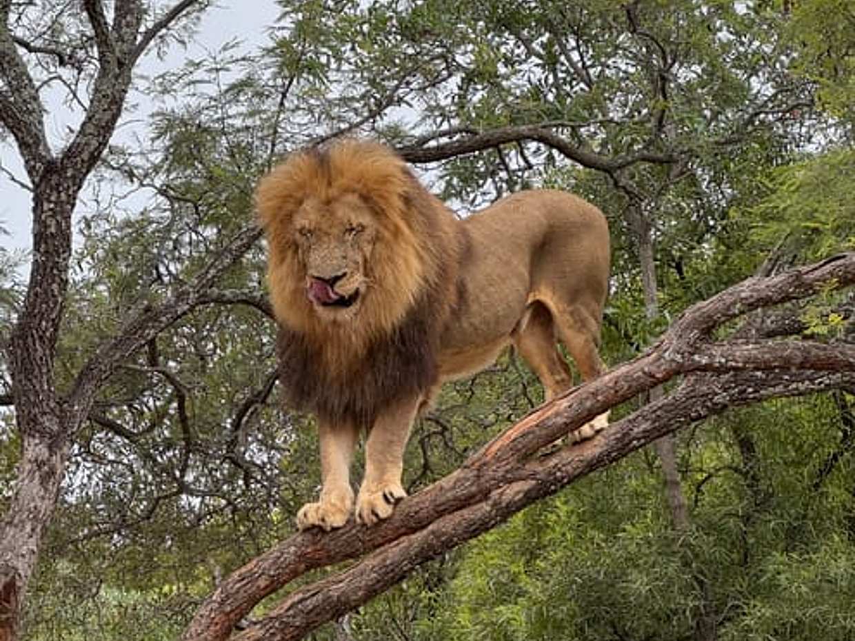Walk with Lions in Johannesburg & Elephant Experience, South Africa, photo 3