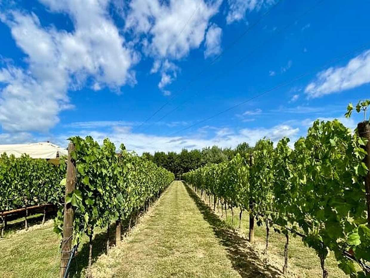 From Florence: Classic Chianti Villages, San Gimignano and Wine Roads by Minivan