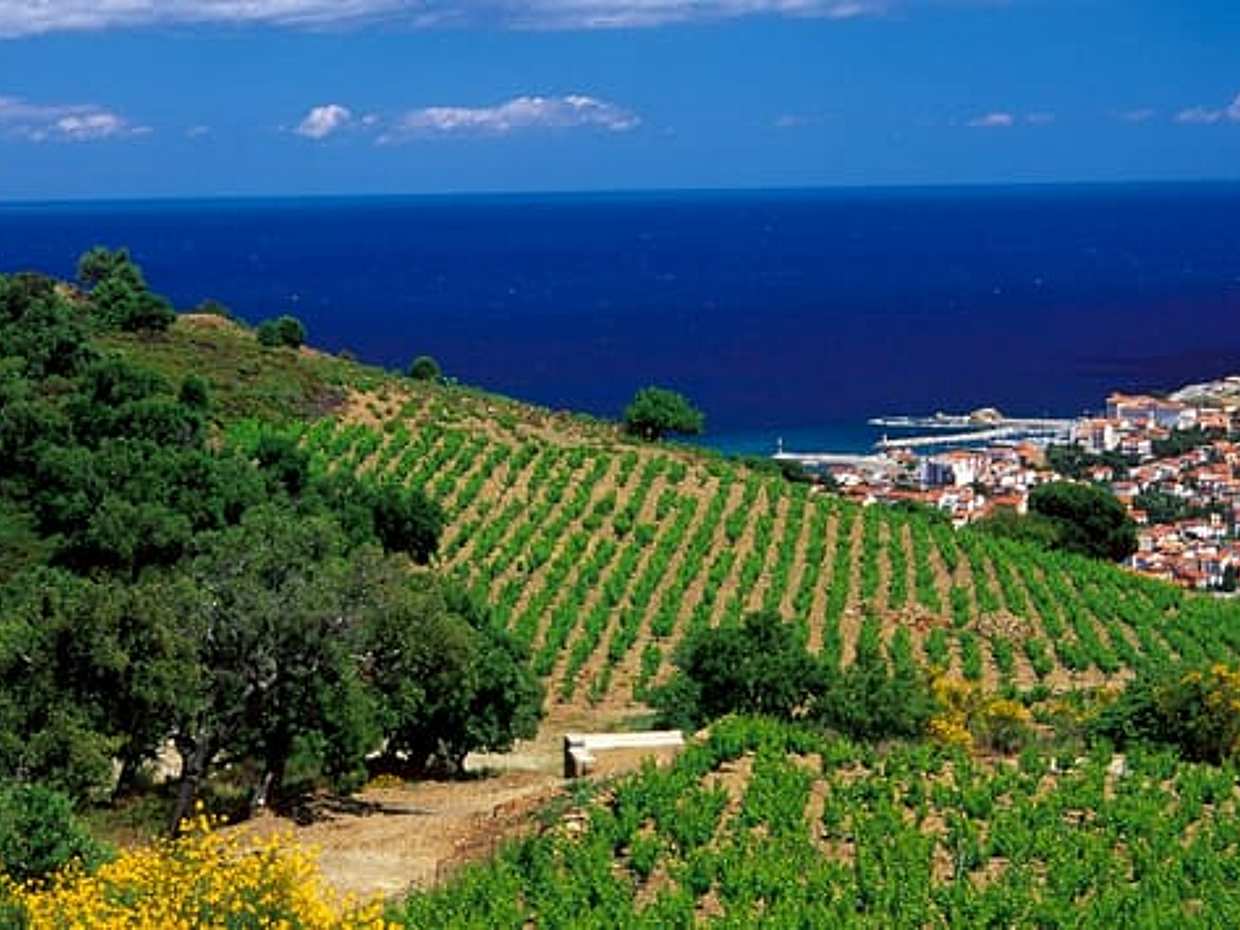 Private Shore Excursion: Collioure and Languedoc from Port Vendres
