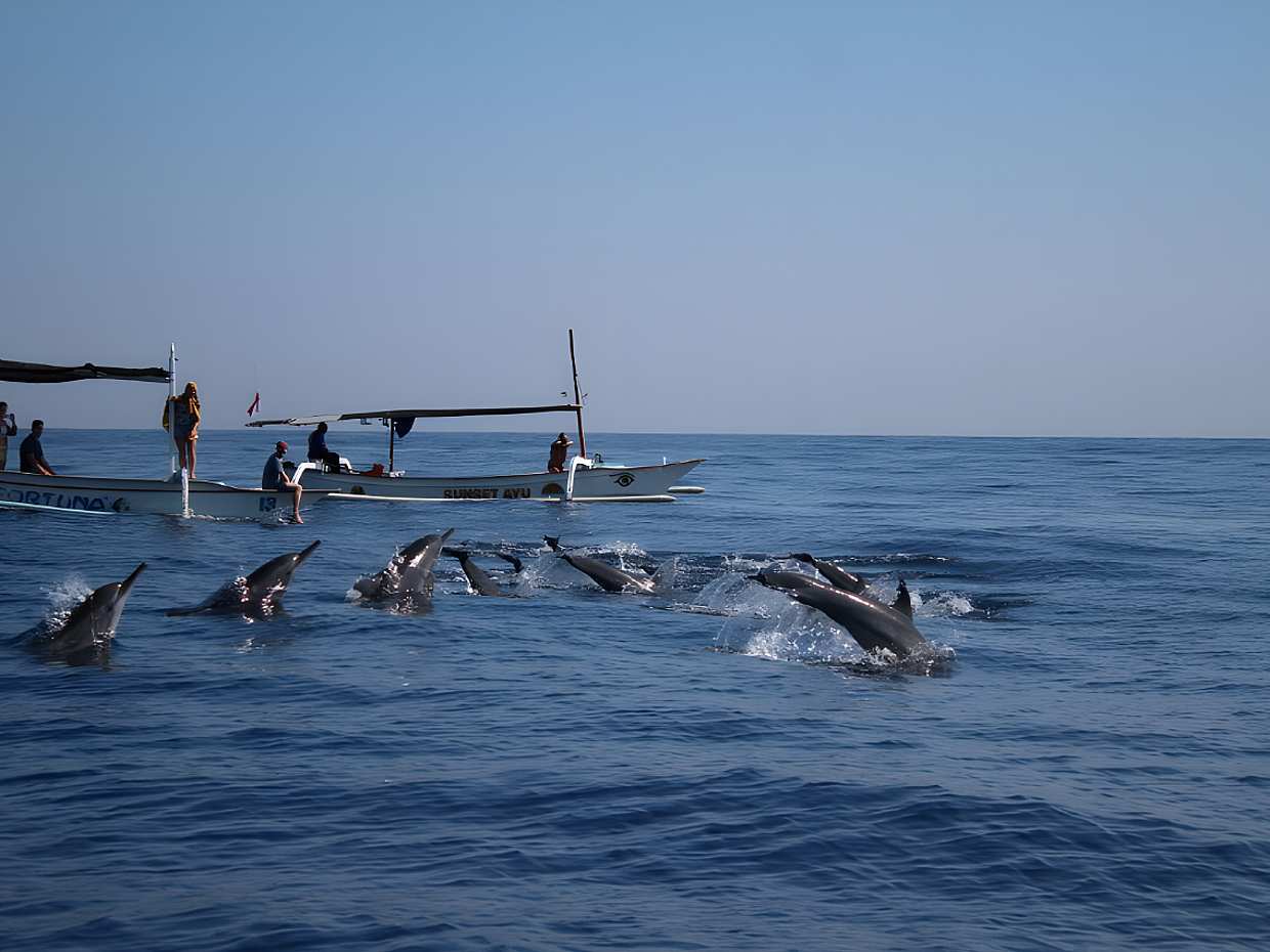 Lovina Dolphin Sunrise Tour in Indonesia, Bali
