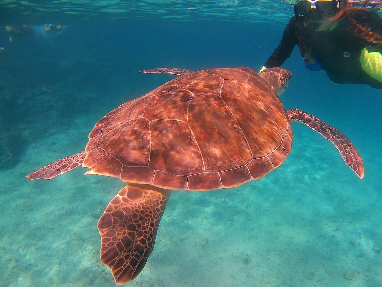 Adventure guided Snorkeling safari trips, photo 3