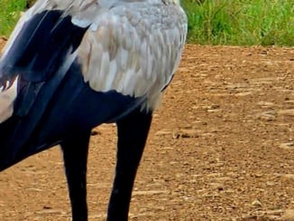 Bird-Watching Nairobi Park Tour in Kenya, photo 2