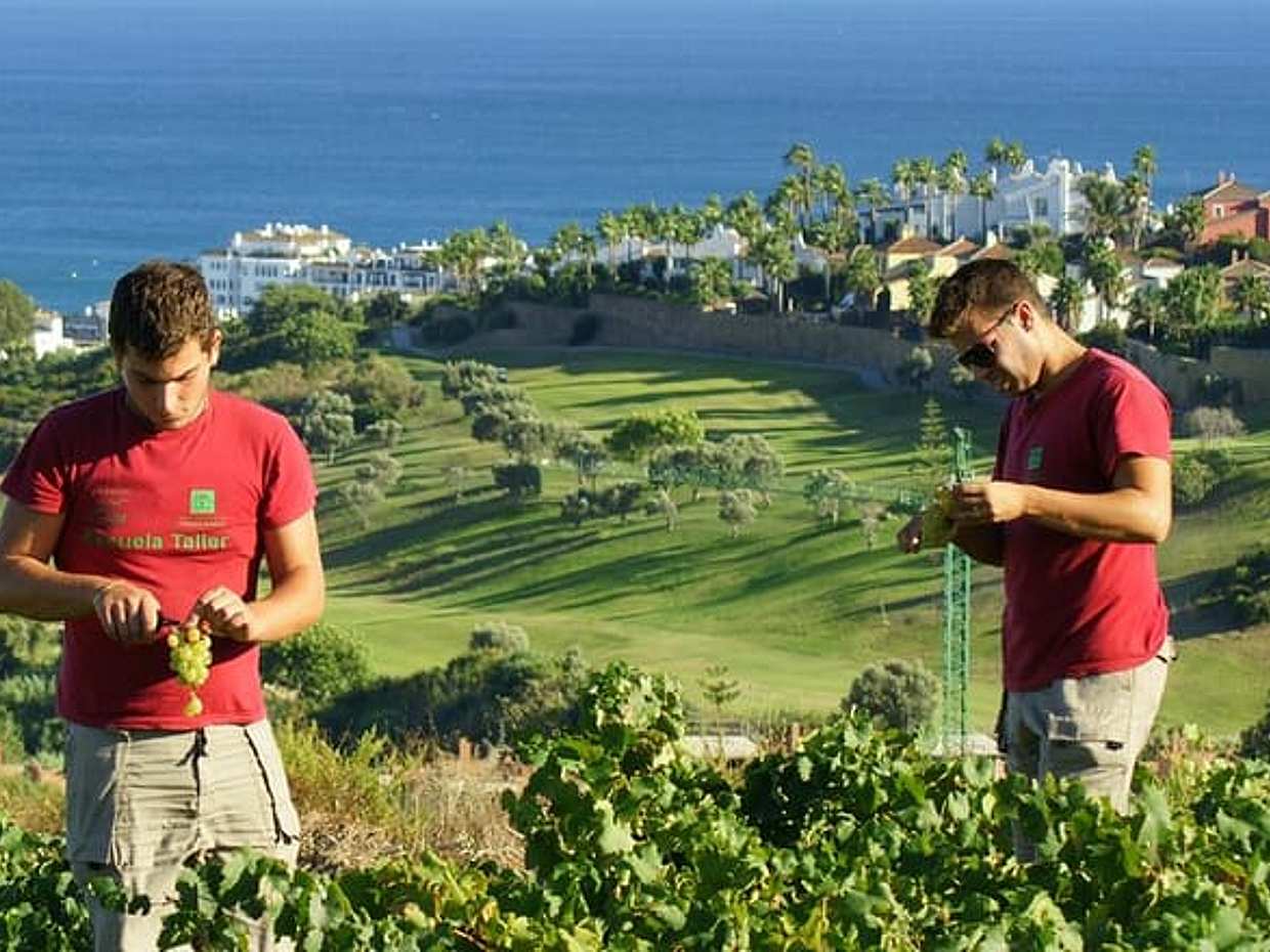 Manilva Oceanfront Wein-Erlebnis in der Gegend von Marbella, Spanien, photo 5
