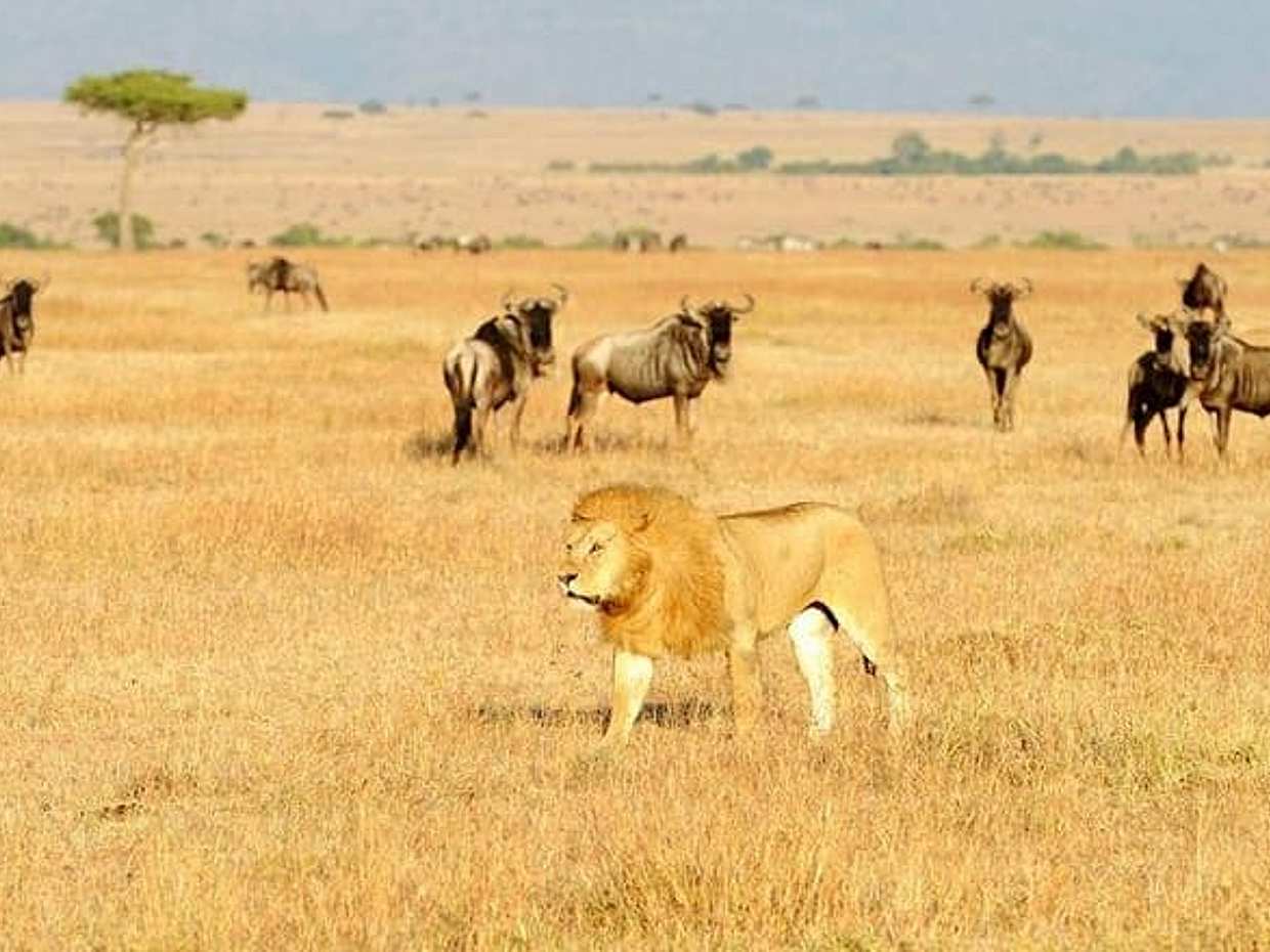 8 Days Best of Kenya and Tanzania Safari from Nairobi, photo 3
