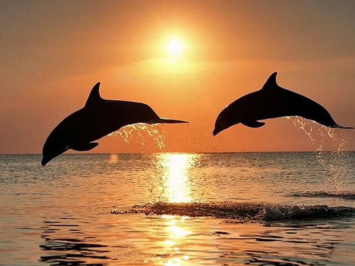 From Pula : Dolphin Watching & Sunset Boat Tour