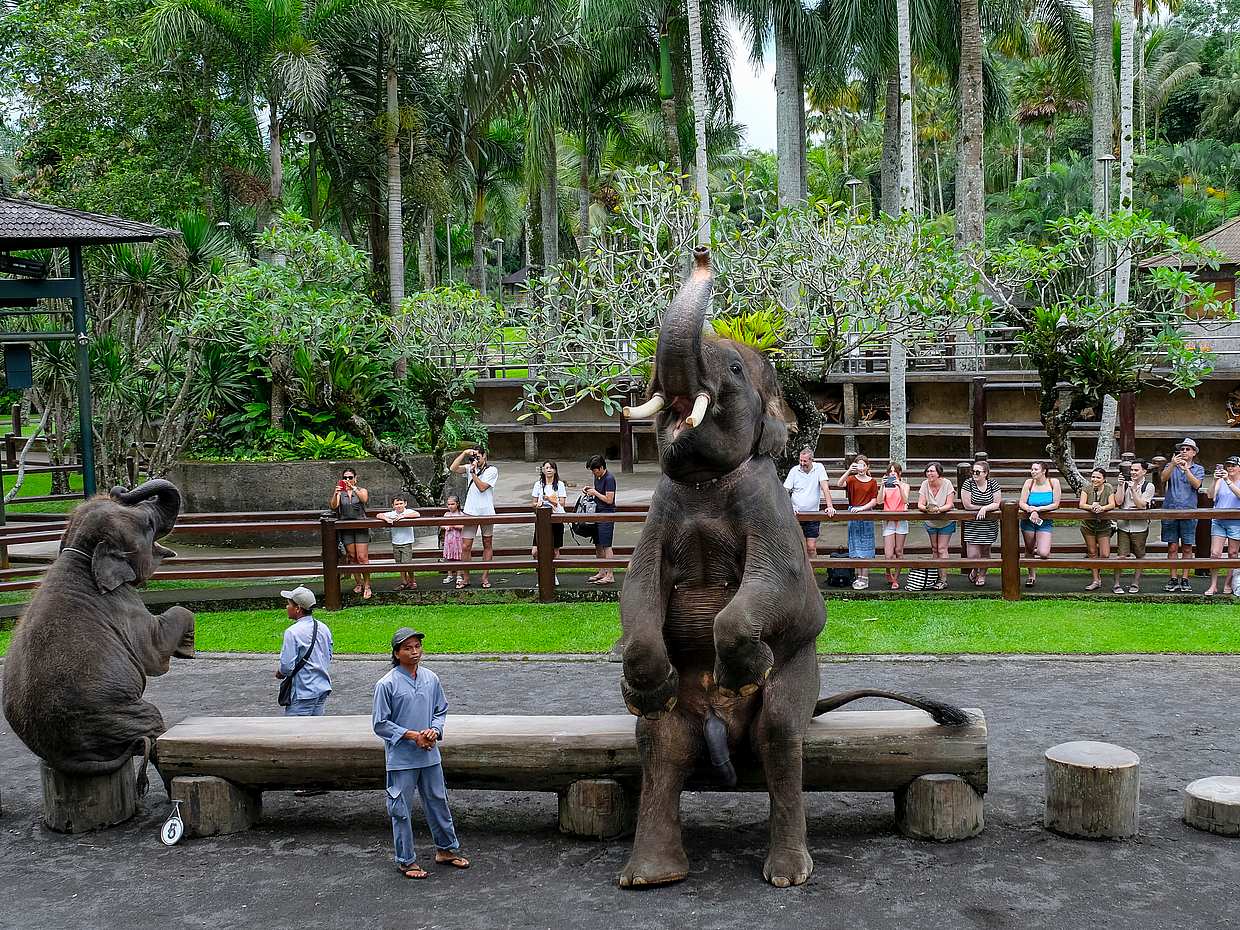 Bali Elephant Safari Park Tour, Indonesia, photo 2