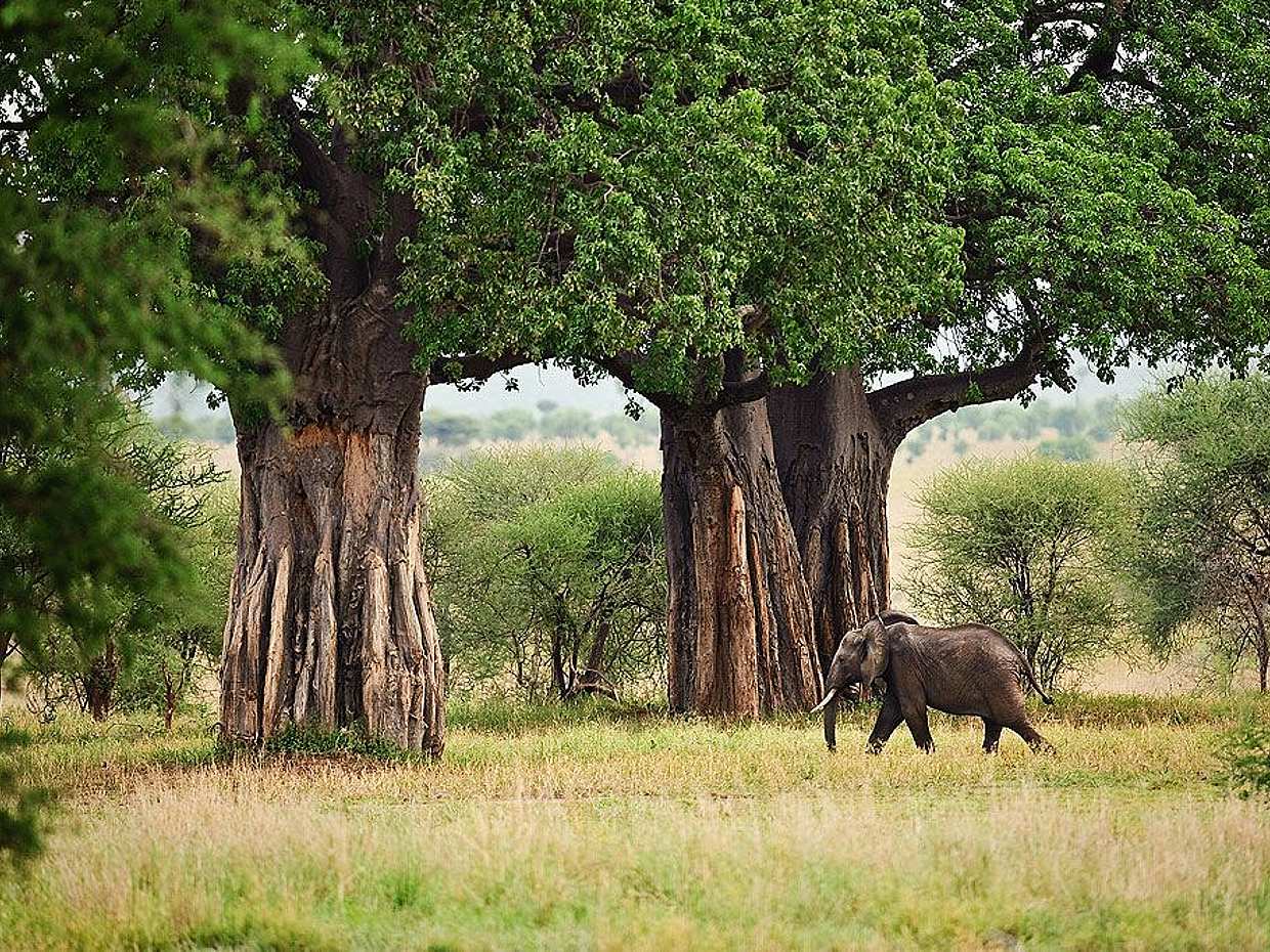 Excursión de día completo al Parque Nacional Tarangire desde Arusha en Tanzania.
, photo 2