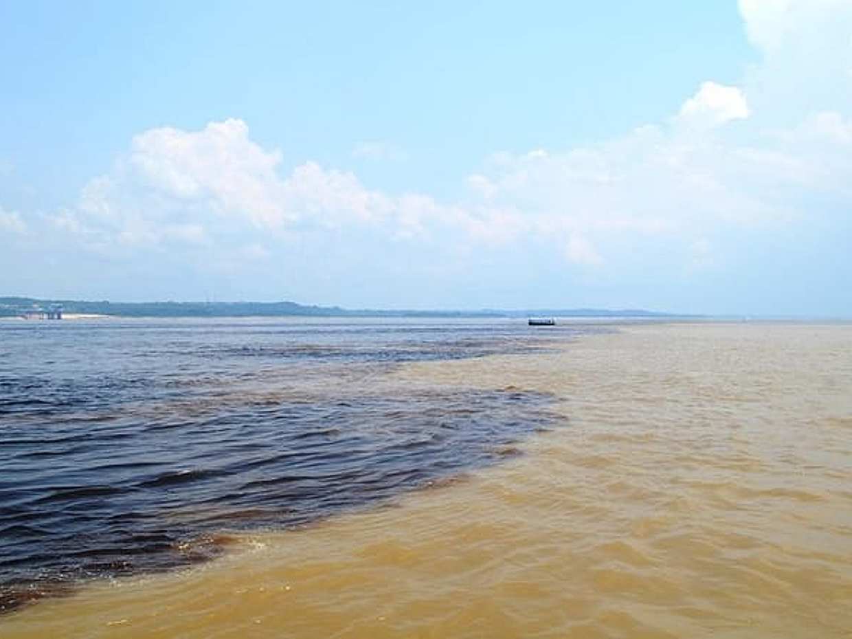 Amazon Negro River Half-Day Expedition Tour, photo 2