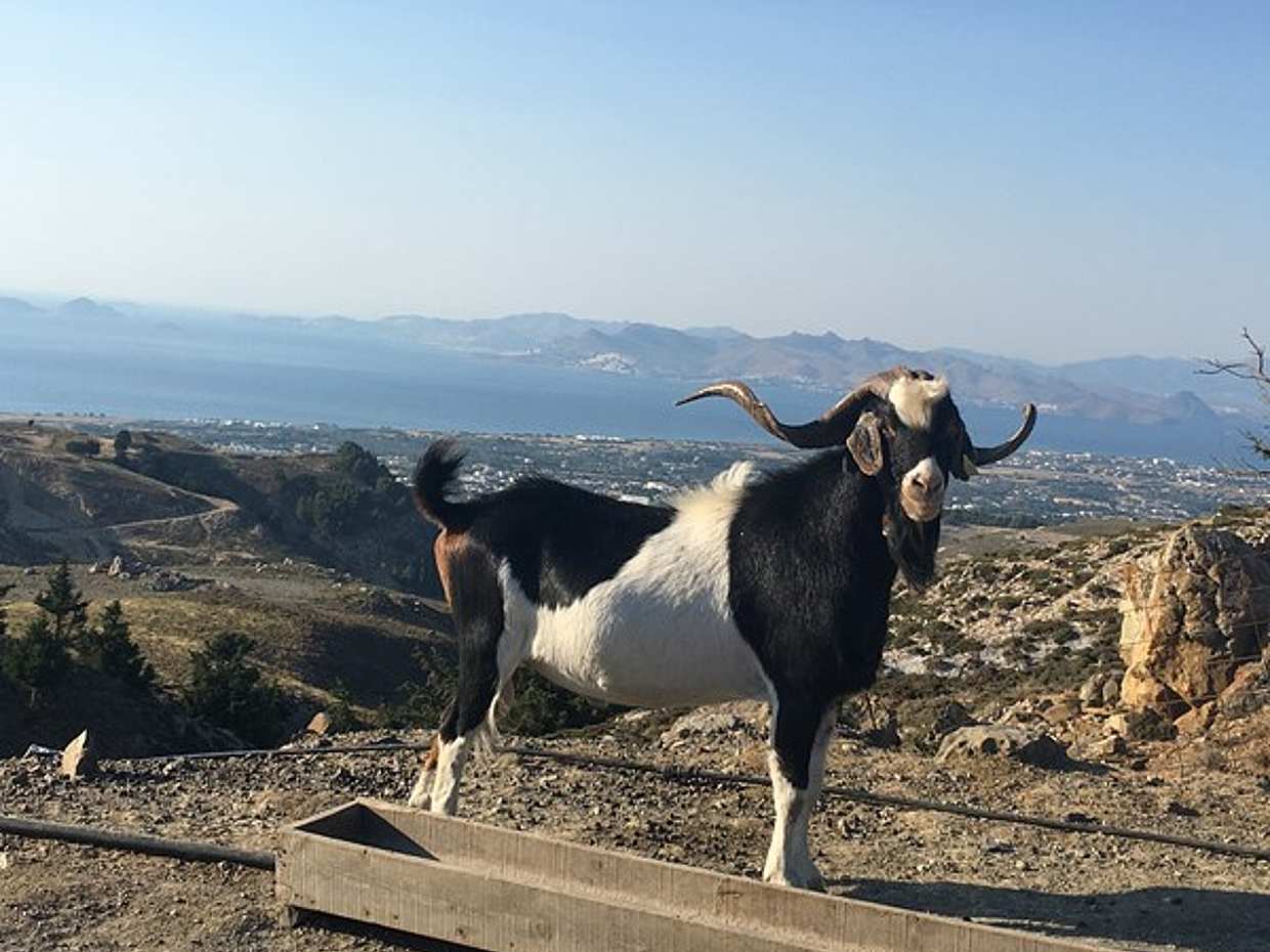 Kos 4x4 Exploration: Panoramic Views, Villages and Local Flavors in Greece, photo 5