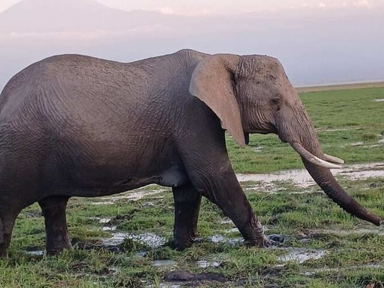 Two days Maasai Mara guided tour in Kenya, Nairobi
