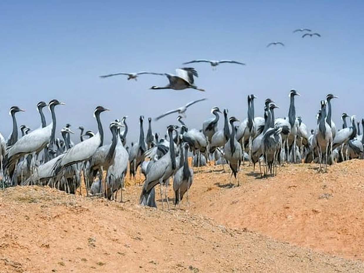 3-Day Jaisalmer Tour from Jodhpur: Hotel, Camp & Desert Safaris, photo 2