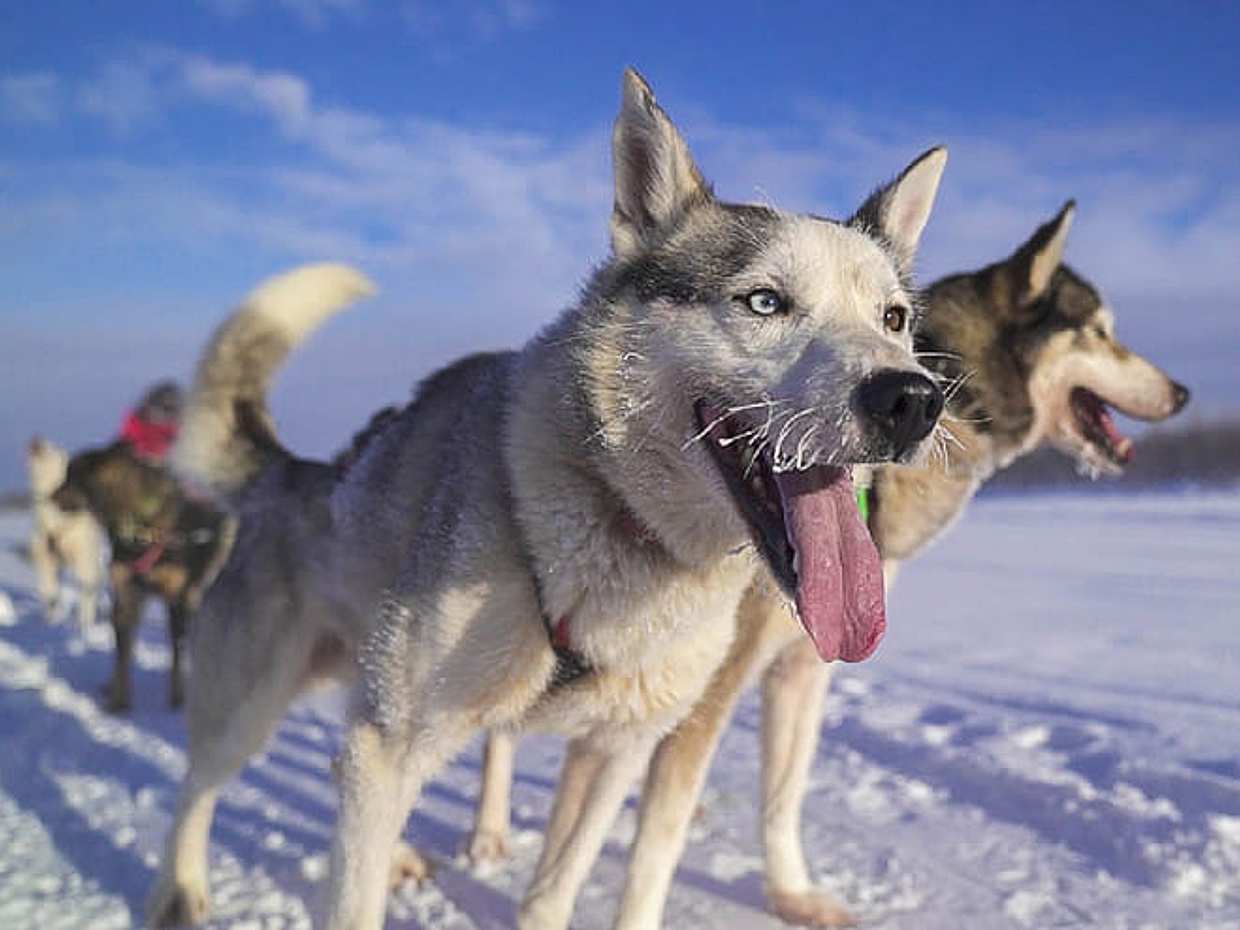 Husky Safari 5 km Self-Drive, Levi, photo 4