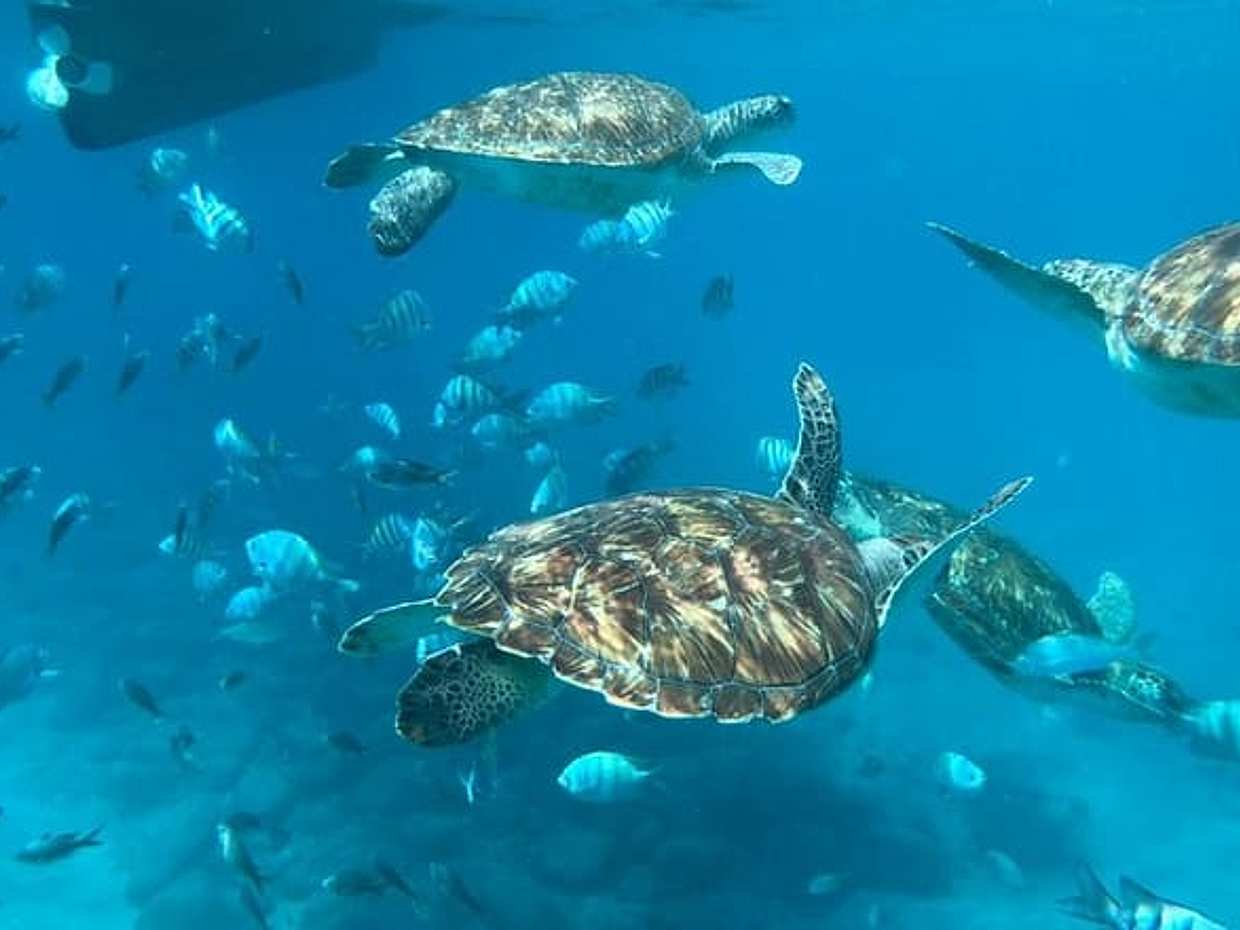 São Vicente: Snorkel Experience with Sea Turtle Morning Departure, photo 3