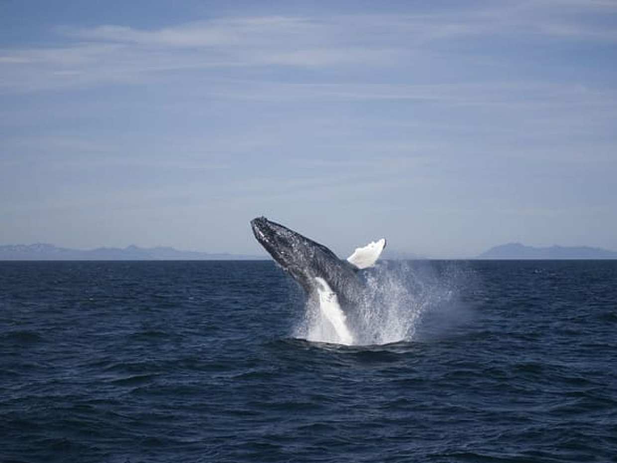 Reykjavík Classic Whale Watching without pickup, photo 2