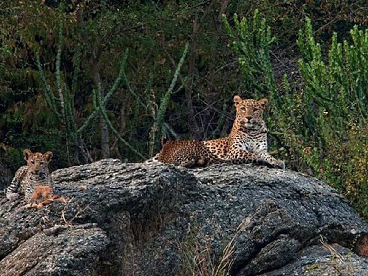 Jawai Leopard Safari & Ranakpur: Private Jodhpur Round Trip, photo 2