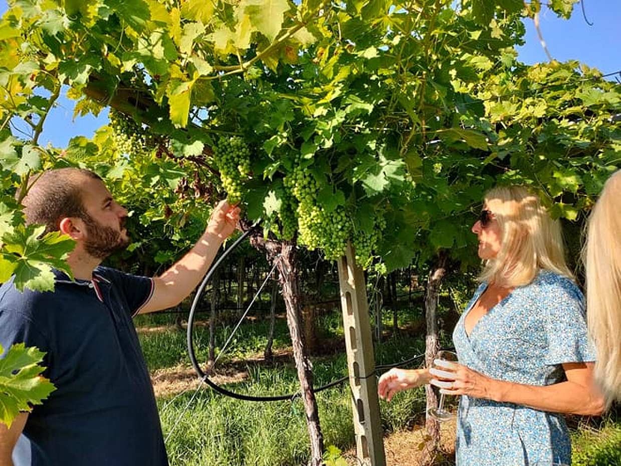 Vineyard tour and tasting of Garda Wines in Cavaion Veronese, photo 3