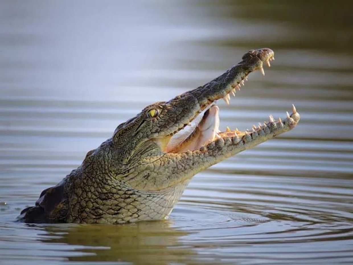 Dubai Crocodile Park, Compras no Dubai Mall, Visita ao 124º/125º Andar do Burj Khalifa e Show da Fonte Musical com Transfers Privados nos Emirados Árabes Unidos.
