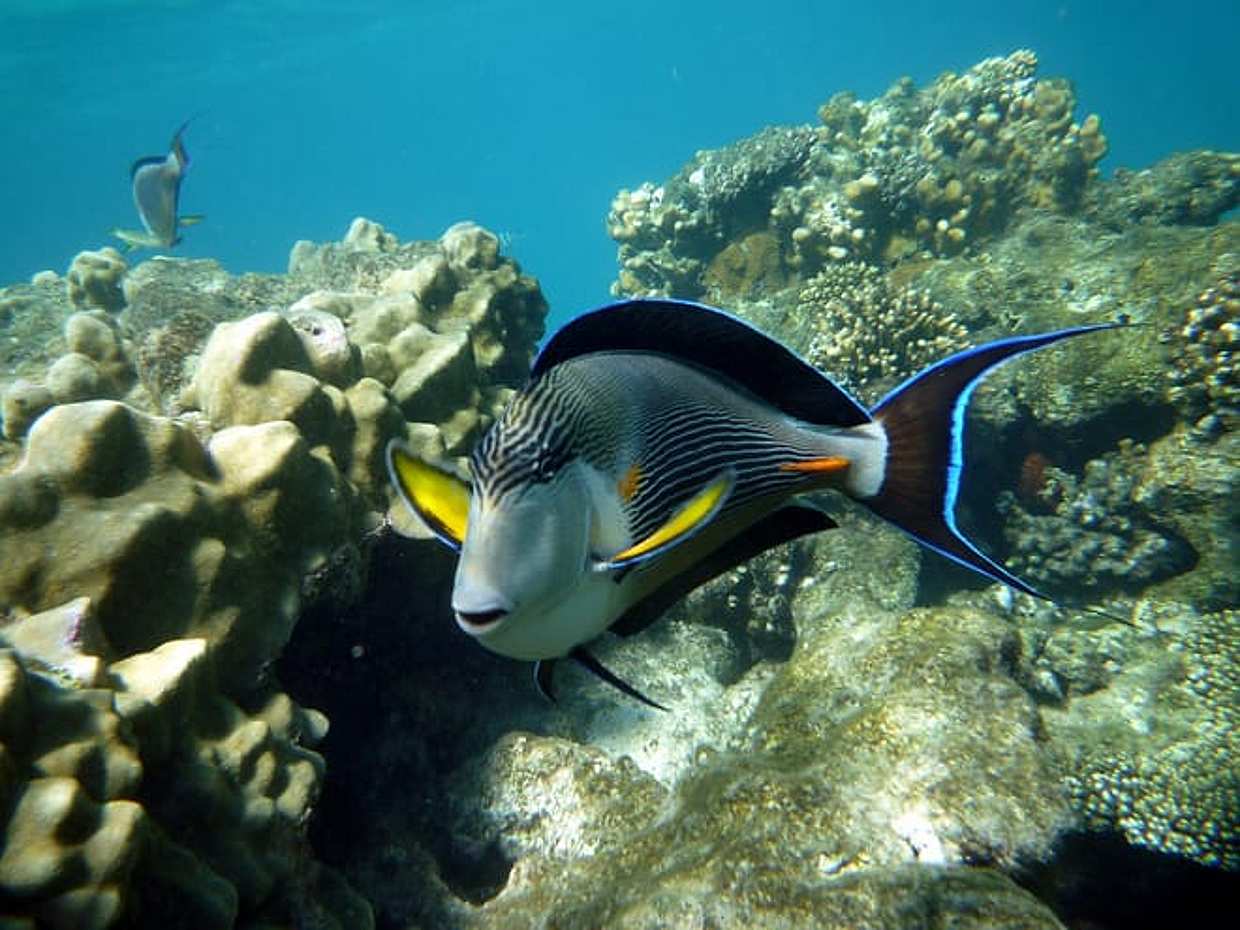 TH Special: Sataya Reef Gradens Snorkeling Day Trip, photo 4
