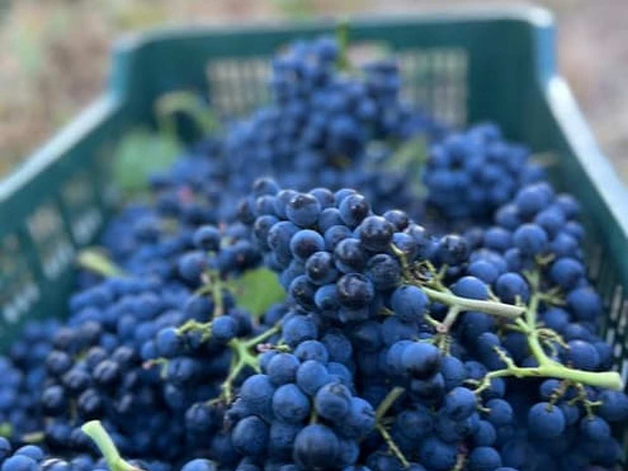 Discover Italian Wines: Tasting in the vineyards at Tenuta La Viola, photo 5