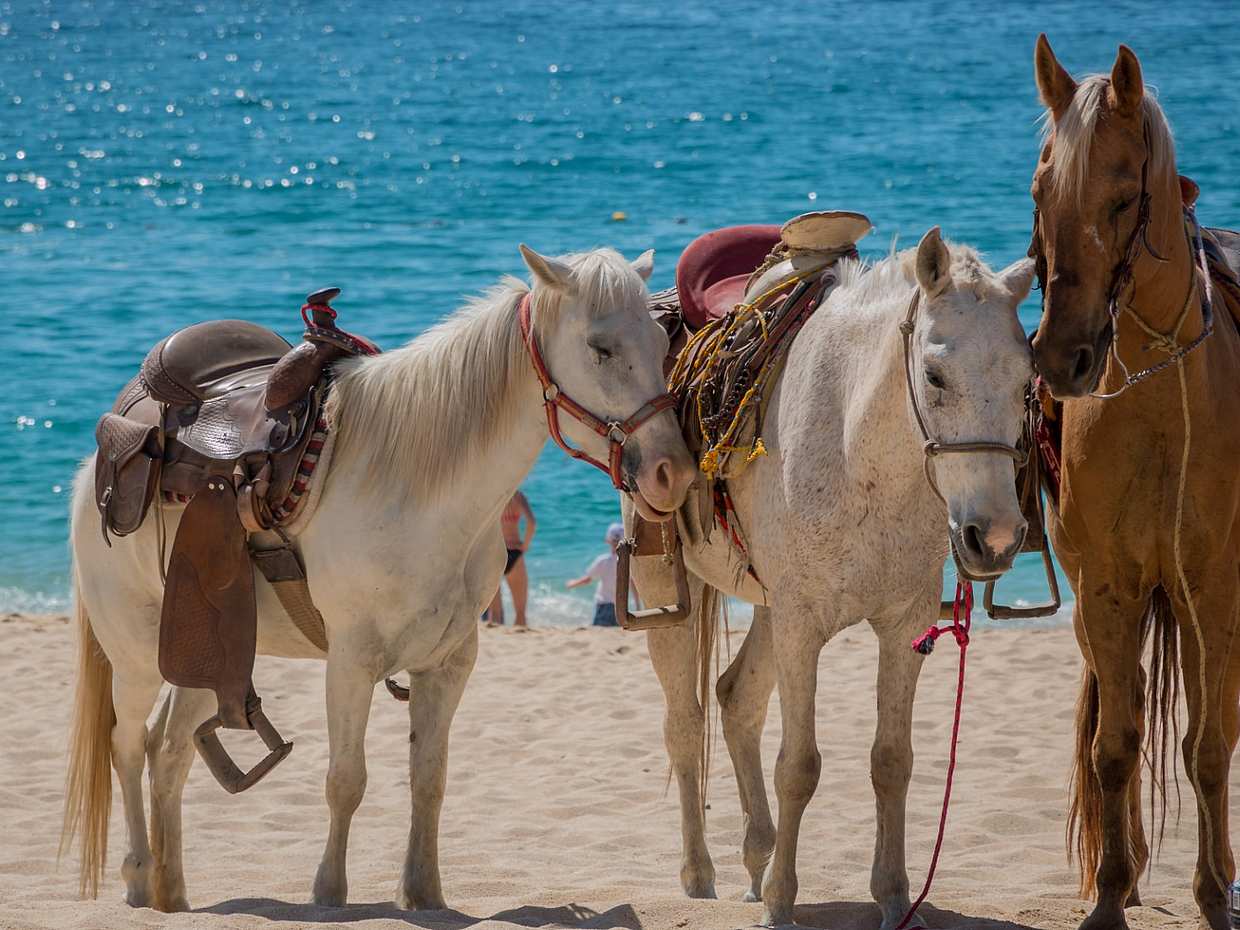 Horseback Riding in Corfu in Greece, photo 2