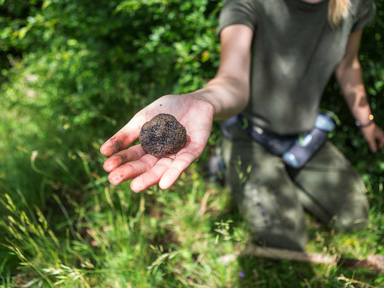 Cyprus Truffle Tour in Paphos, photo 3