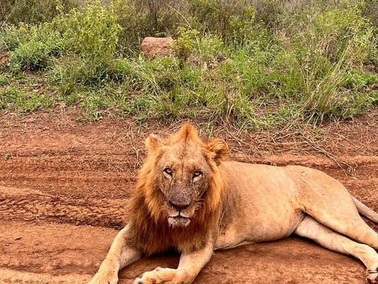 3 Days and 2 Nights Private Maasai Mara Safari in Kenya, Nairobi