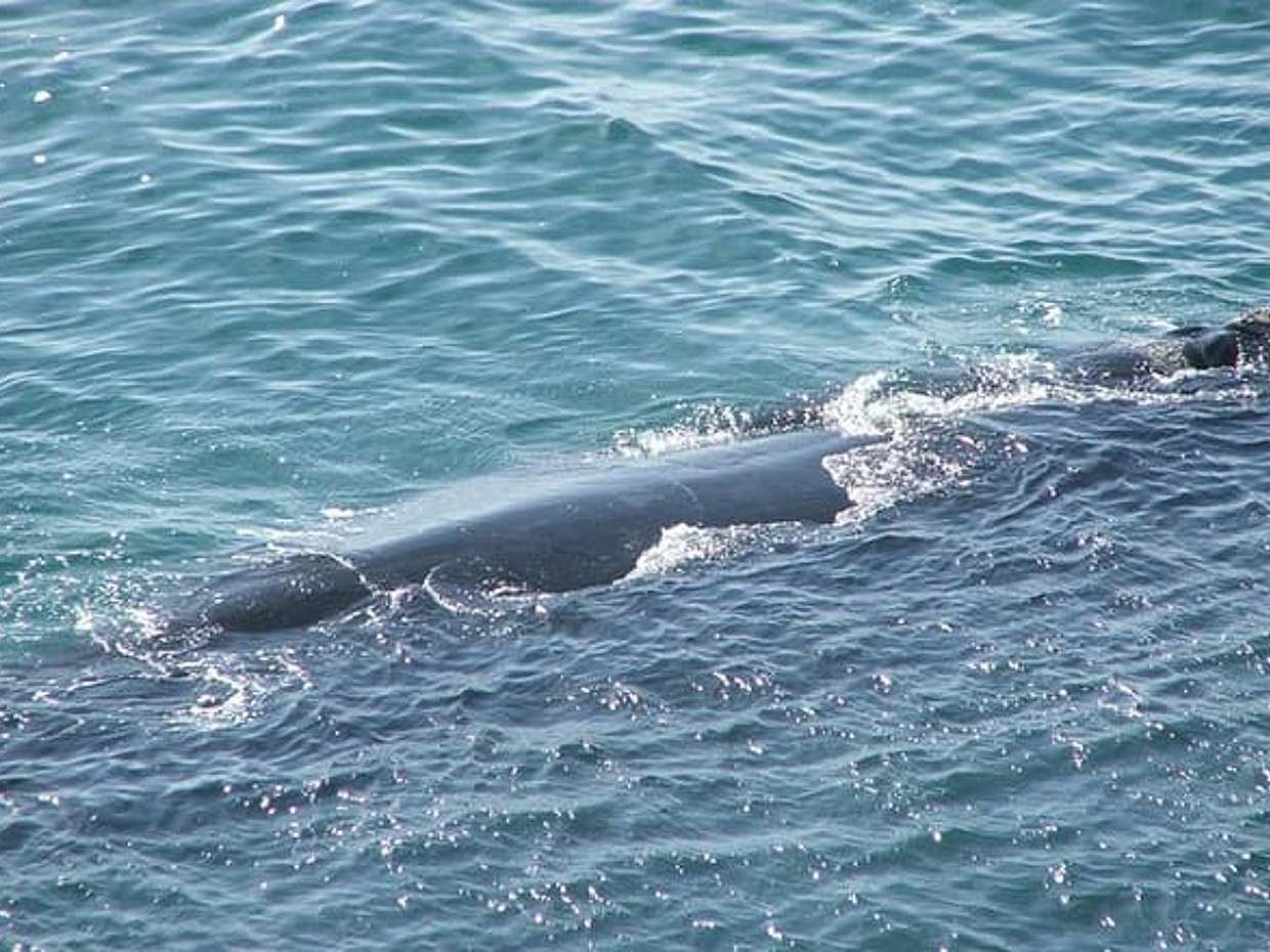 Private Full Day Shore Whale Watching Penguins Wine Tasting Tour from Cape Town in South Africa