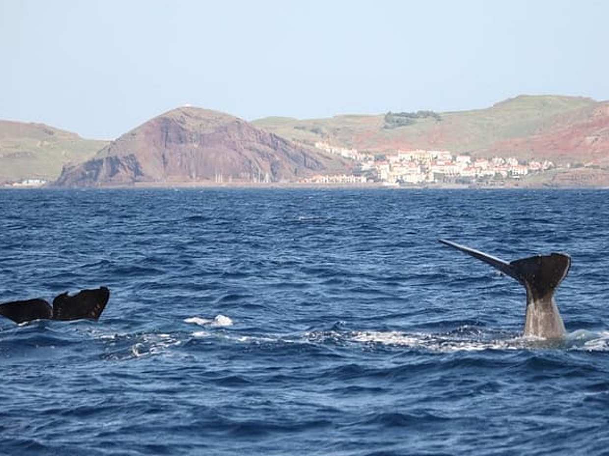 "Excursión Responsable de Avistamiento de Ballenas y Delfines - Funchal en Portugal", photo 2