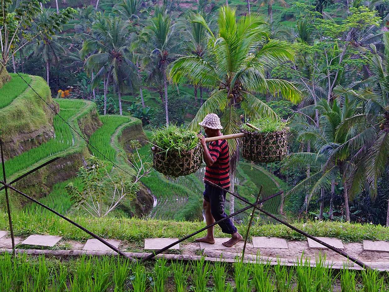 Full-day Ubud Sightseeing Tour in Bali, Indonesia