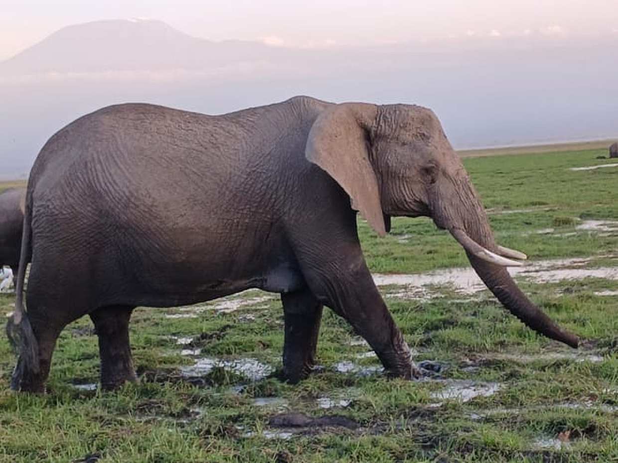 Amboseli day trip tour, Kenya, photo 4