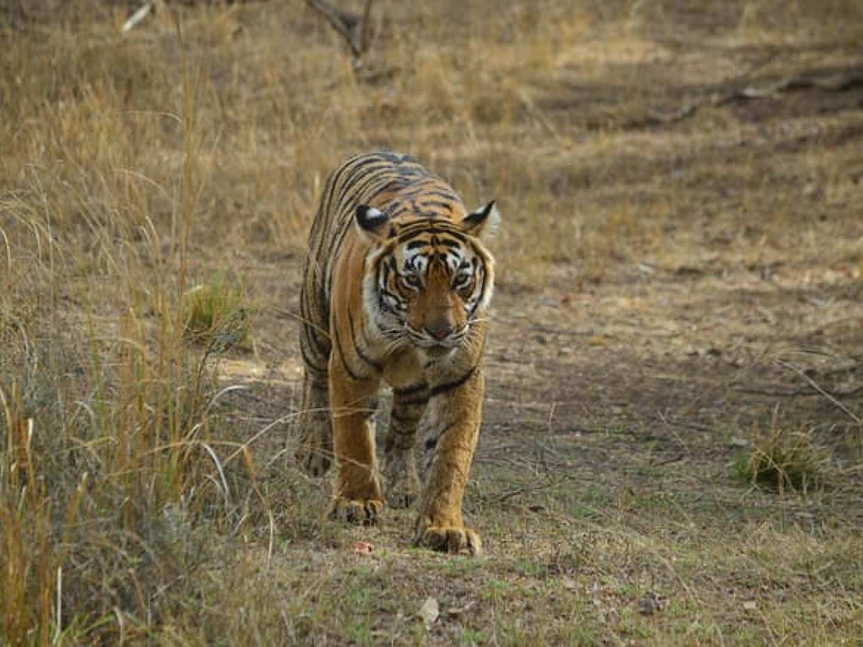 4-Day Private Jaipur & Ranthambore Wildlife Tour, photo 3