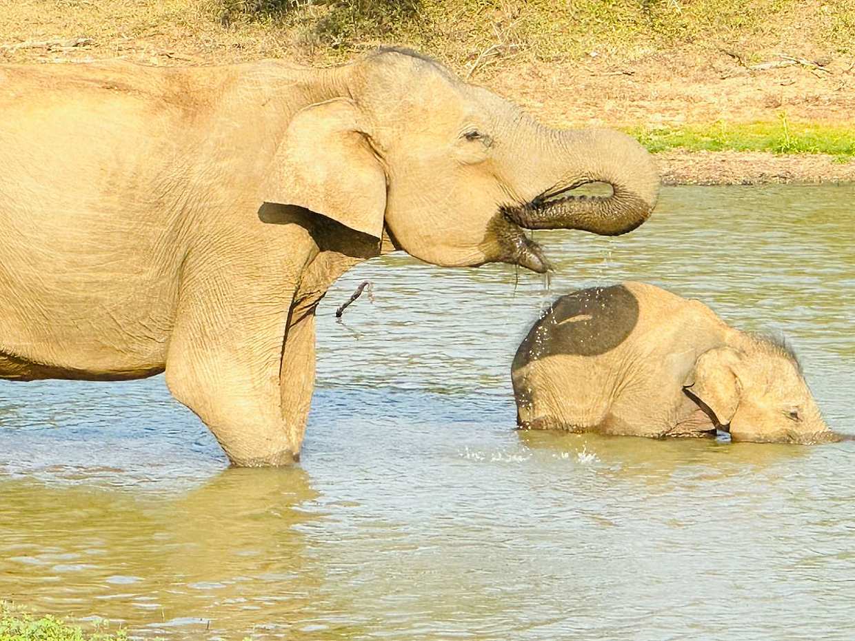 One Day Tour to Yala Wildlife Safari in Sri Lanka, Colombo