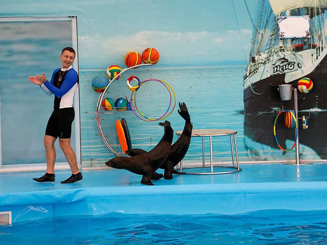 Паттайя: Шоу дельфинов в дельфинарии, г. Паттайя, Таиланд.
, photo 5