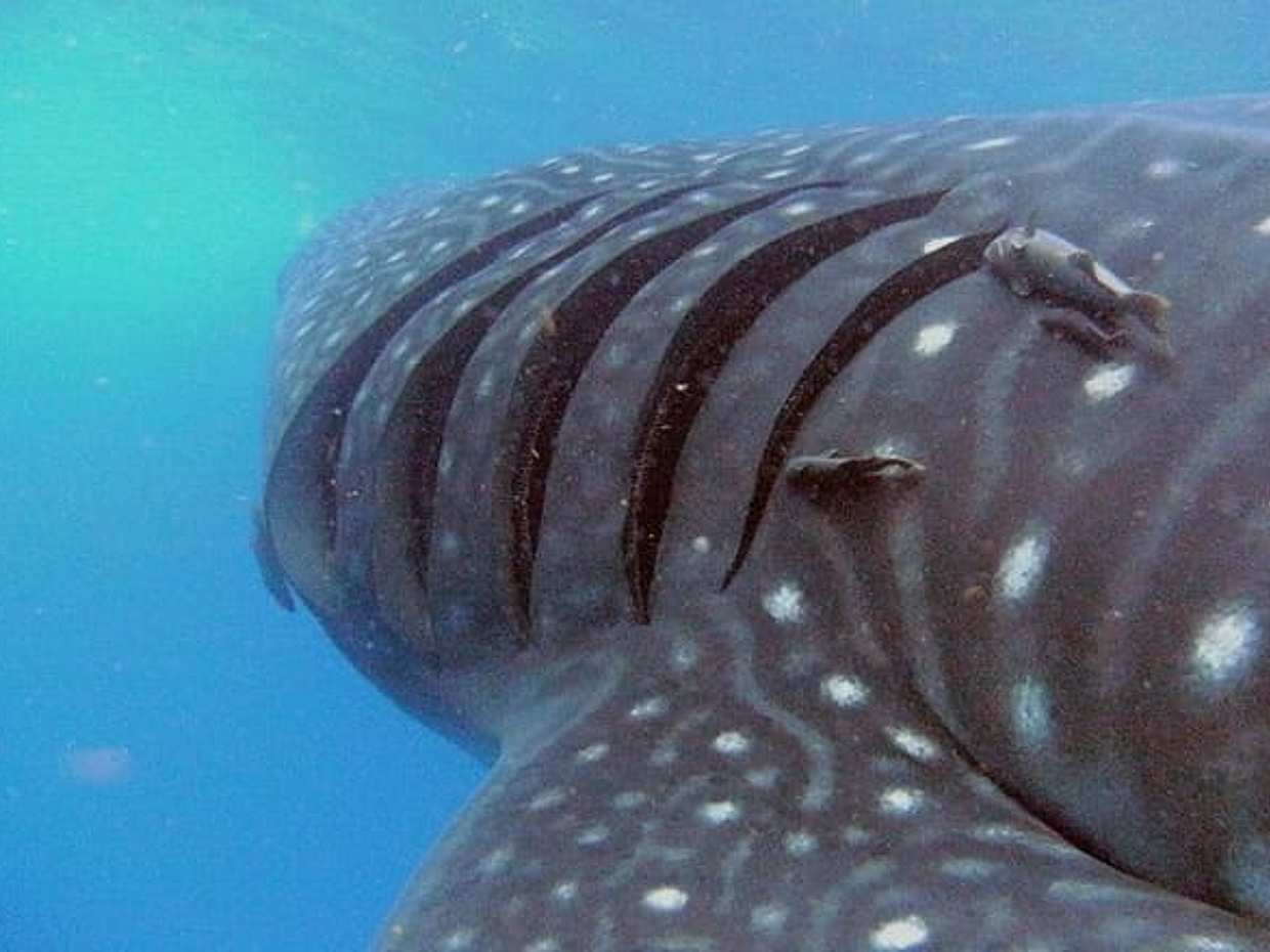 Adventure and Snorkel with the Whale Shark From Playa del Carmen