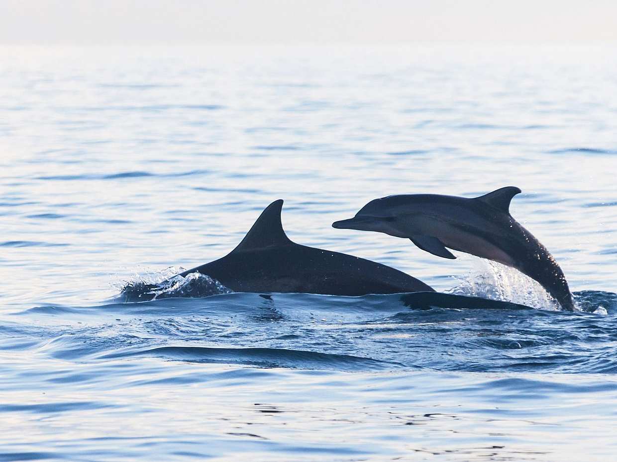 Bali Sunrise Dolphins, Indonesia