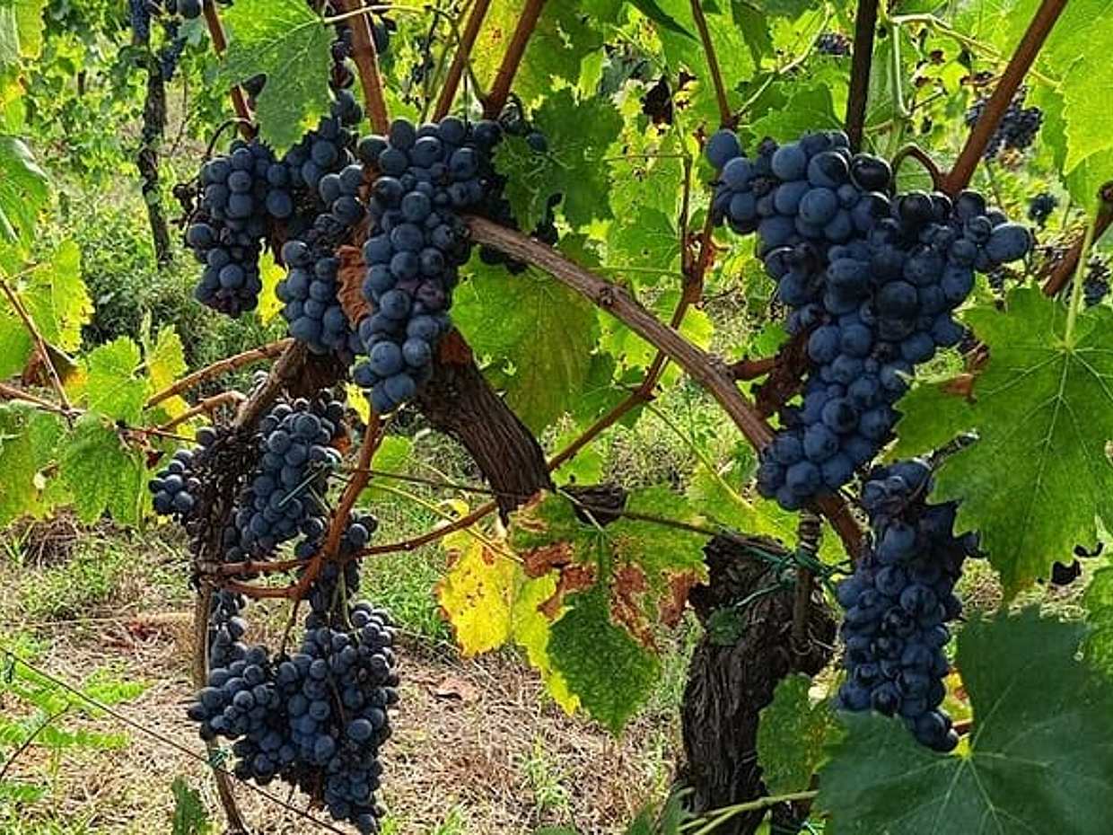 PRIVATE TOUR Savor Exquisite Wines: Brunello & Nobile Wine Tour, photo 5