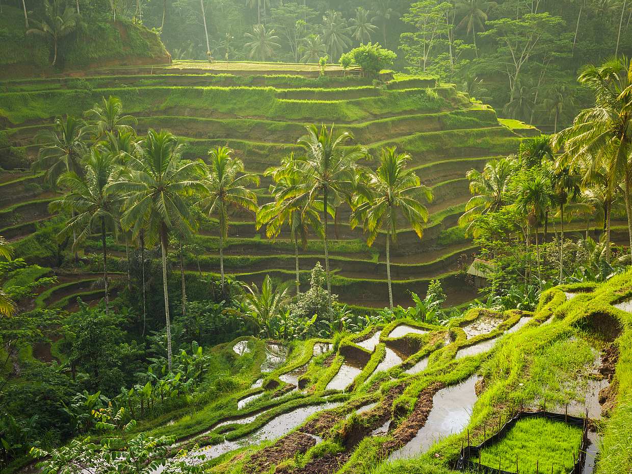 Bali Highlights Tour in Indonesia, photo 2
