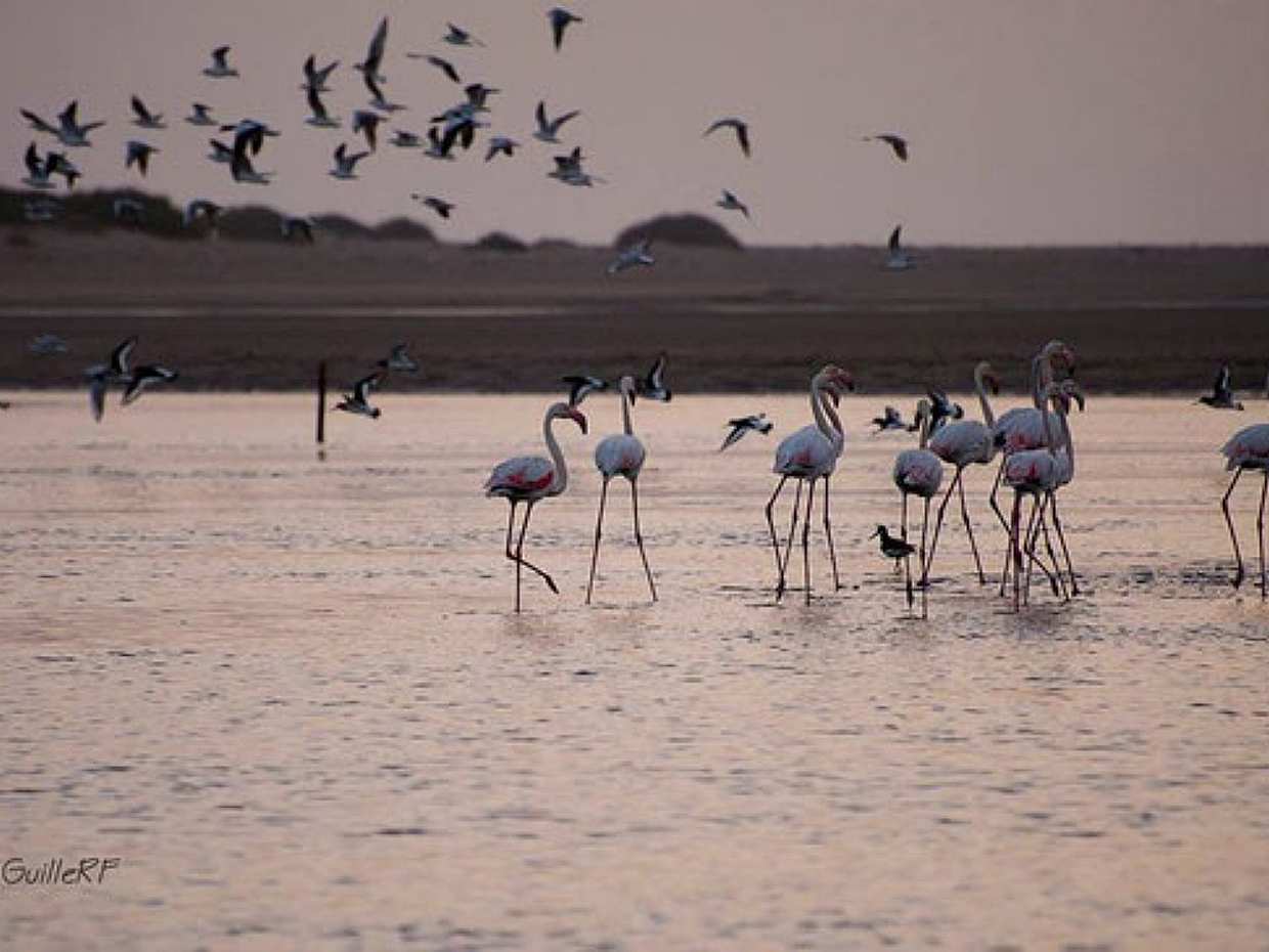 Reiten in Agadir und der Flamingo-Fluss in Marokko
, photo 4