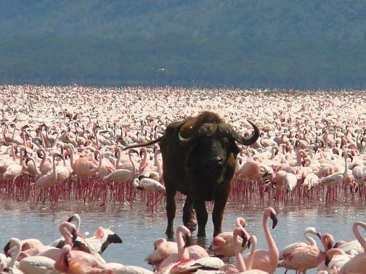 Full Day Lake Nakuru Park and optional boat ride on Lake Naivasha, photo 5