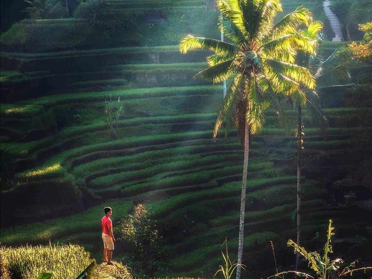 Bali All Inclusive: рисовые террасы Убуда, храмы и вулканы в Индонезии, рисовые террасы Джатилувих
, photo 5