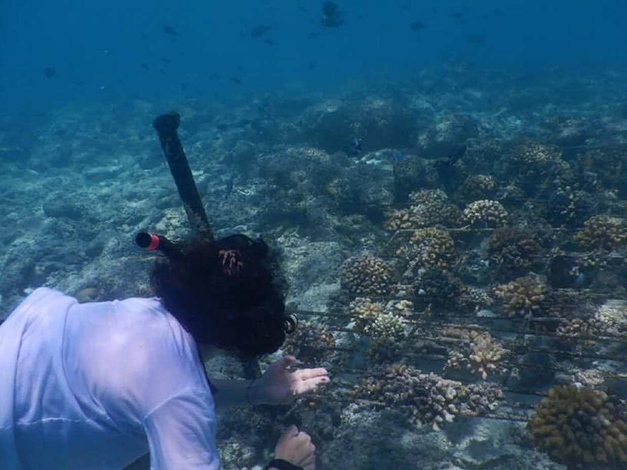 An Insight into Maldives Marine Conservation in Malé, photo 3