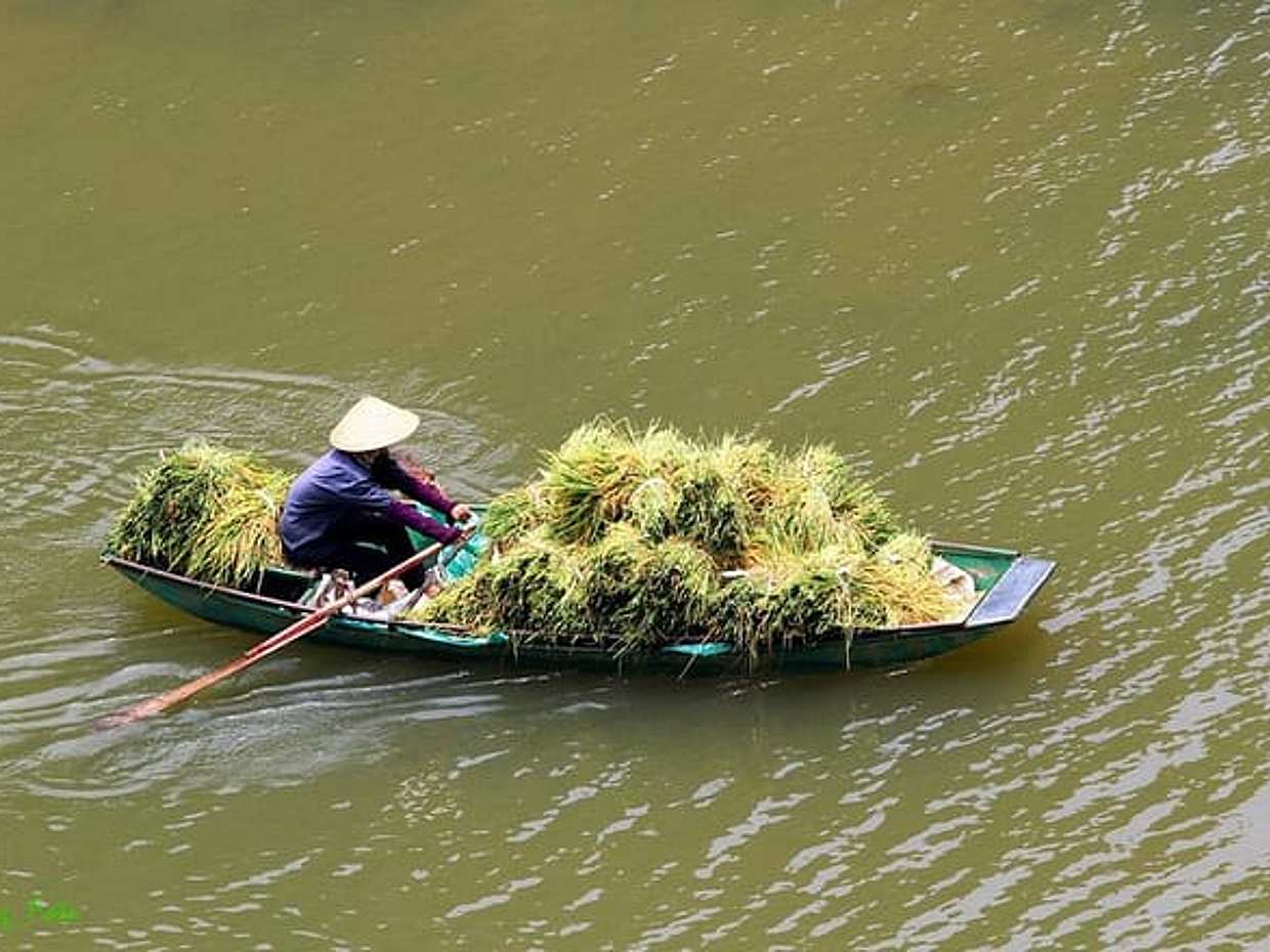 Small Group Ninh Binh Tour: Hoa Lu Tam Coc Mua Cave Day Tour from Hanoi, photo 5