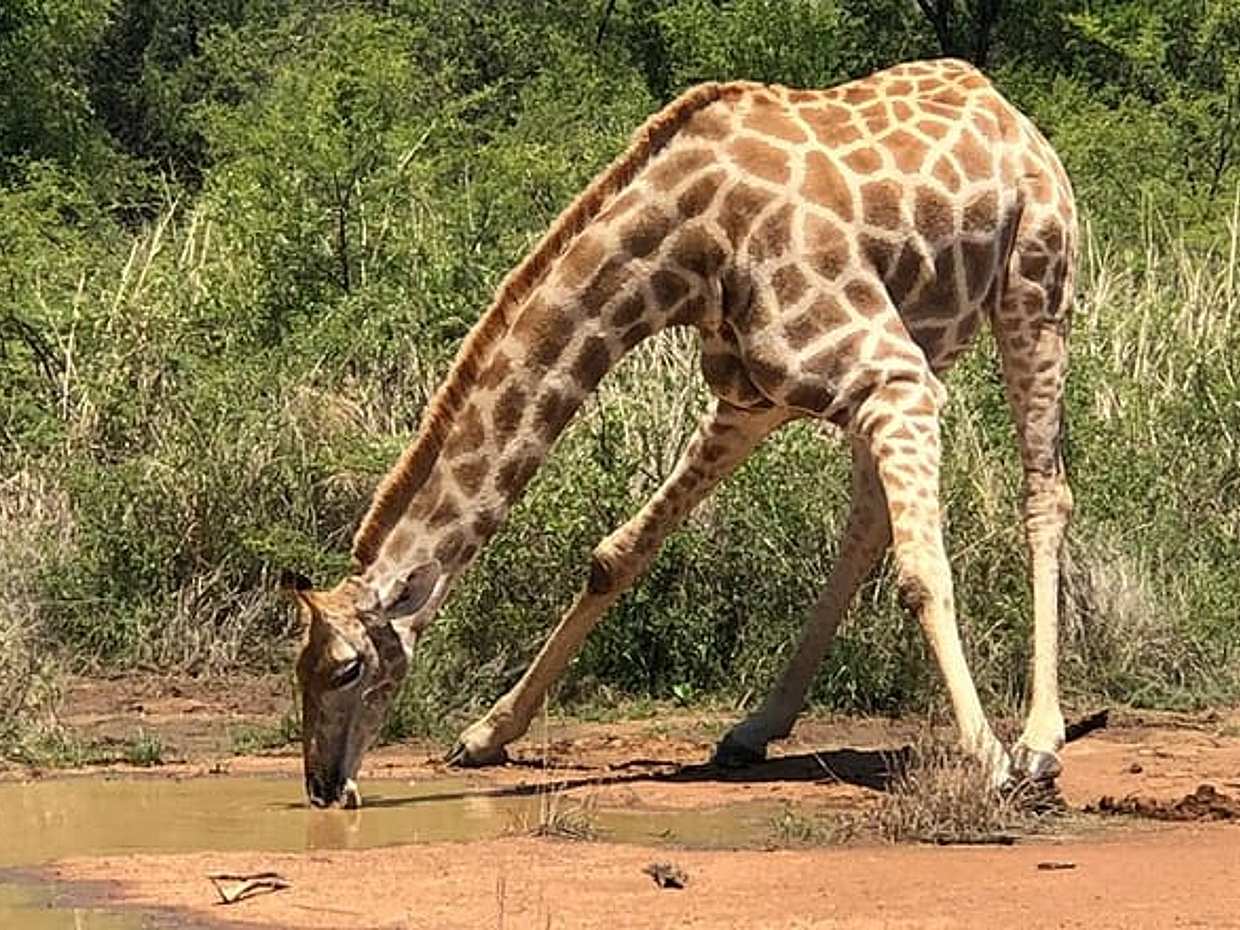An Unforgettable Safari from Johannesburg to Pilanesberg in South Africa, Gauteng, photo 3