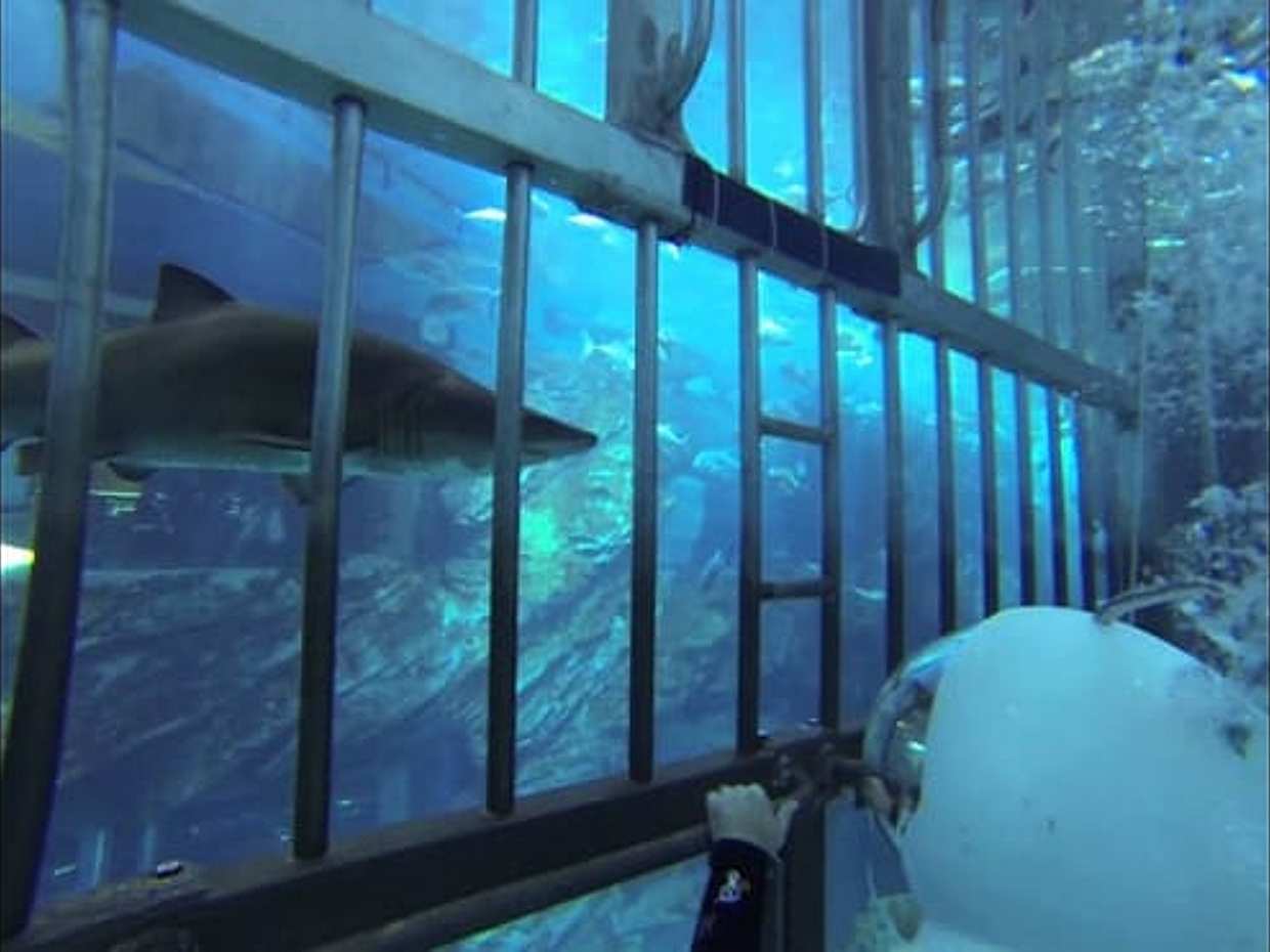 Shark Walker, Ηνωμένα Αραβικά Εμιράτα, photo 3