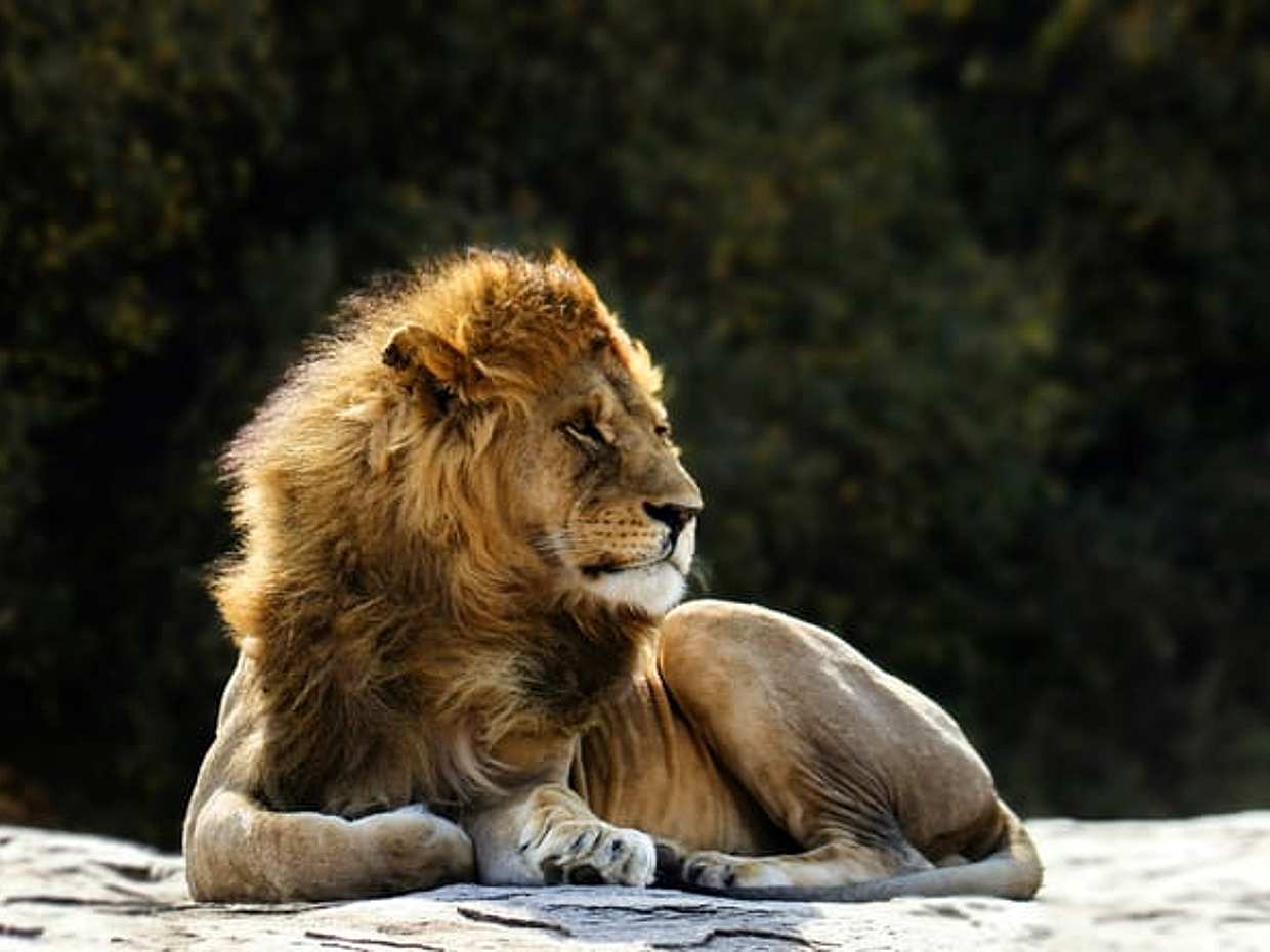 2-Day Tanzania Safari | Tarangire & Ngorongoro Big Five Experience, Arusha, photo 2