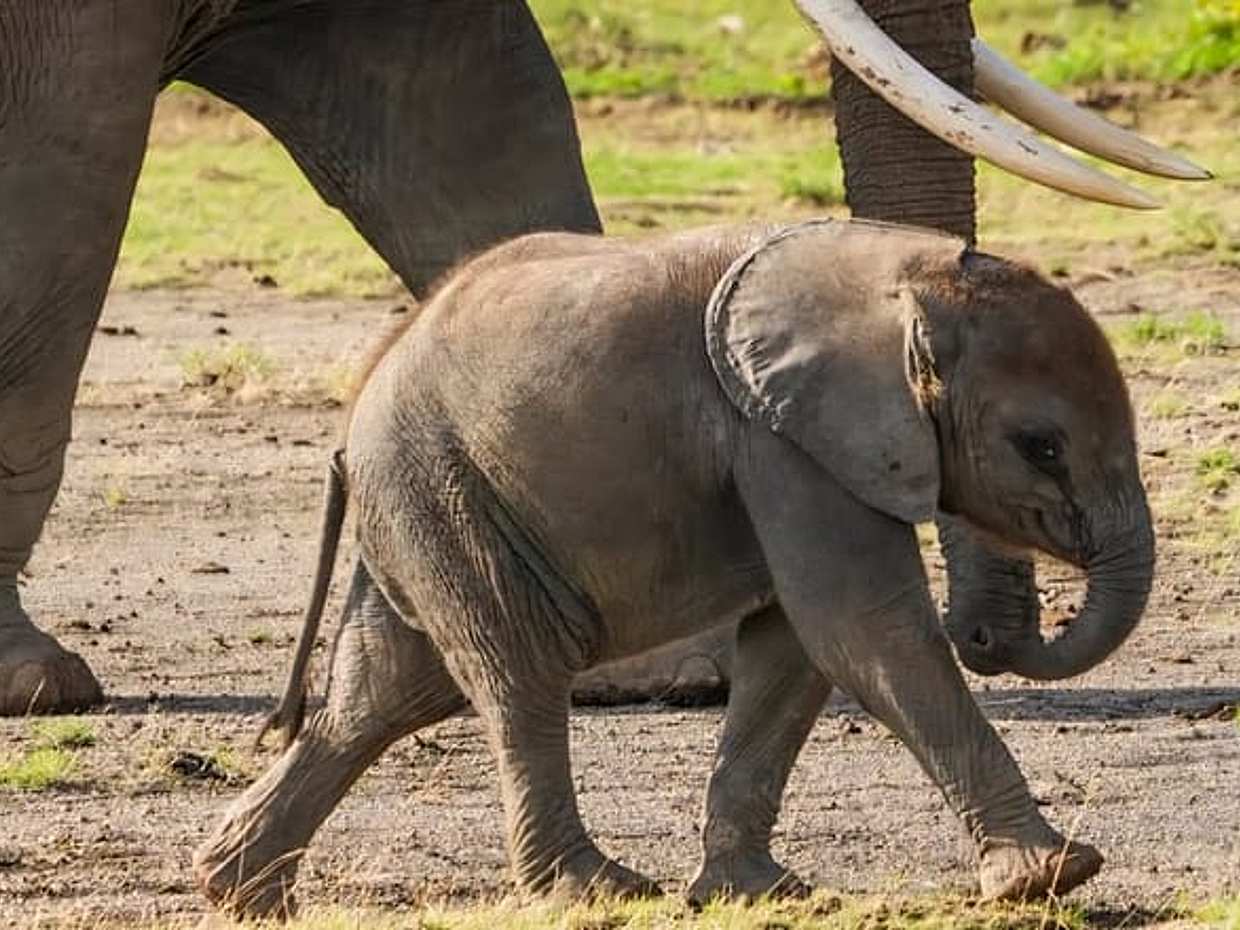 Tanzanya Safari: Serengeti, Ngorongoro ve Manyara Gölü | Büyük Beşli Yaban Hayatı Deneyimi, Arusha", photo 5
